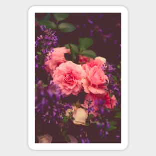 Cottage Garden Roses Sticker